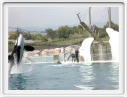 Marineland_241.JPG