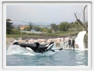 Marineland_242.JPG