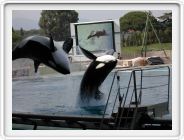 Marineland_249.JPG