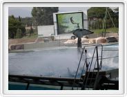 Marineland_250.JPG
