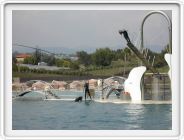 Marineland_258.JPG