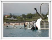 Marineland_260.JPG