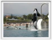 Marineland_261.JPG