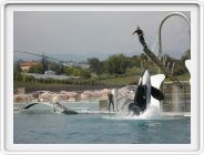 Marineland_262.JPG
