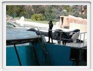 Marineland_267.JPG
