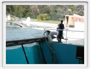 Marineland_268.JPG