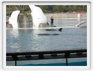 Marineland_272.JPG