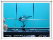 Marineland_021.JPG