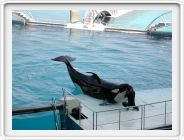 Marineland_038.JPG