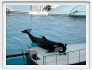 Marineland_039.JPG