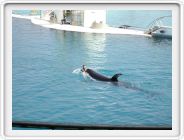 Marineland_042.JPG