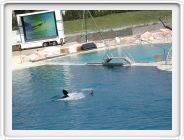 Marineland_046.JPG