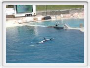 Marineland_047.JPG