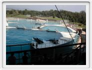 Marineland_048.JPG
