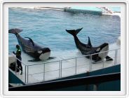 Marineland_049.JPG
