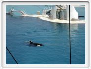 Marineland_053.JPG