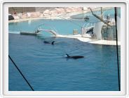 Marineland_054.JPG