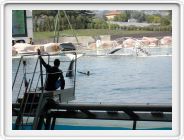Marineland_185.JPG