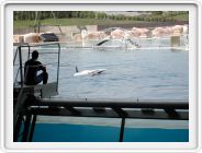 Marineland_194.JPG