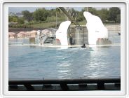 Marineland_197.JPG