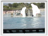 Marineland_198.JPG