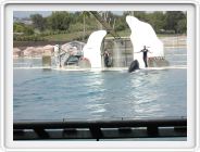 Marineland_200.JPG