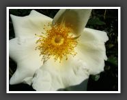 DSCF0976