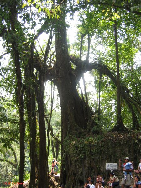 25_3 Misol Ha et Agua Azul  039.jpg