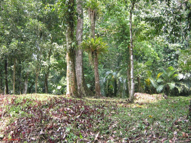 25_3 Misol Ha et Agua Azul  042.jpg