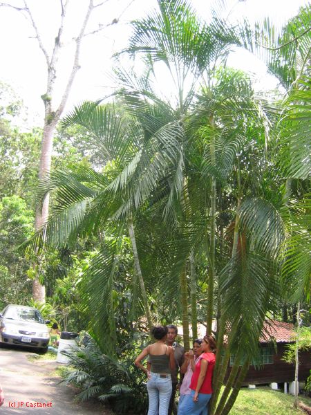 25_3 Misol Ha et Agua Azul  004.jpg