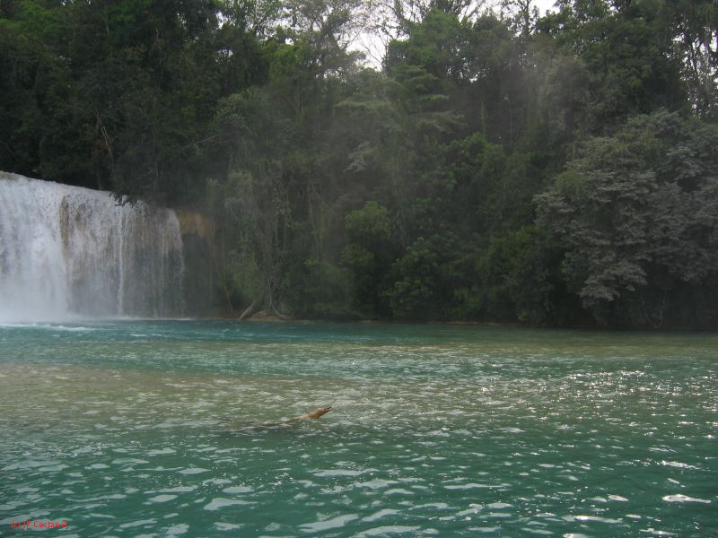 25_3 Misol Ha et Agua Azul  095.jpg