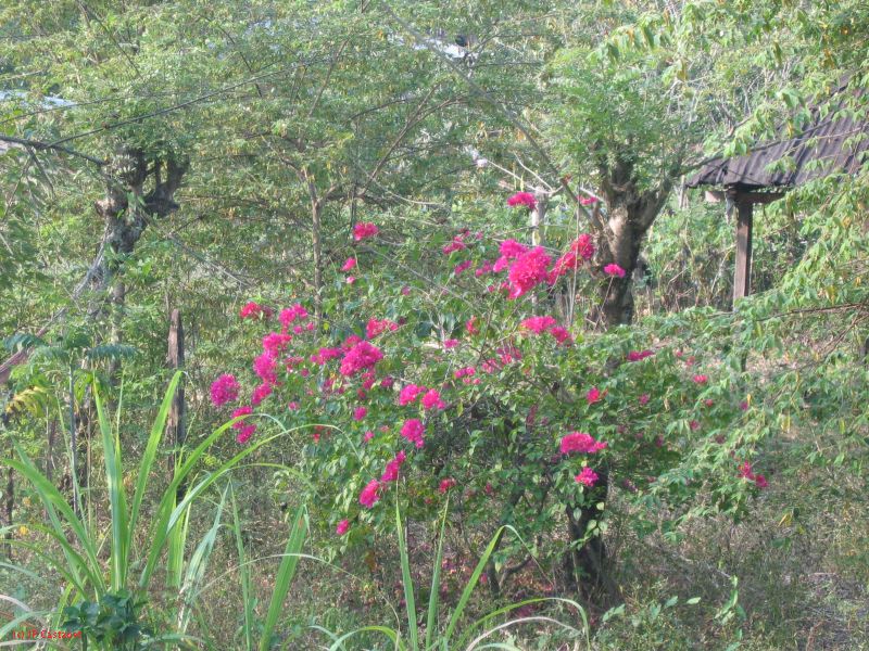 24_3 Bonampak  023.jpg