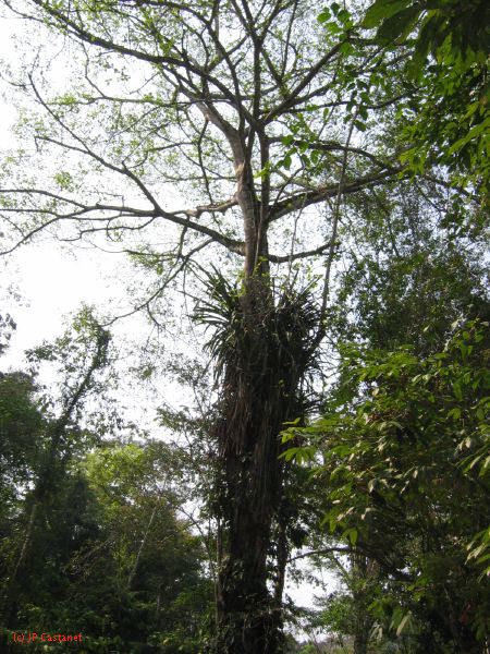 24_3 Bonampak  031.jpg