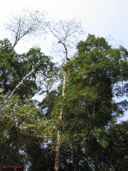 24_3 Bonampak  102.jpg