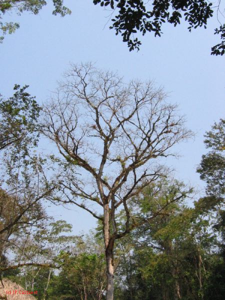 24_3 Bonampak  112.jpg