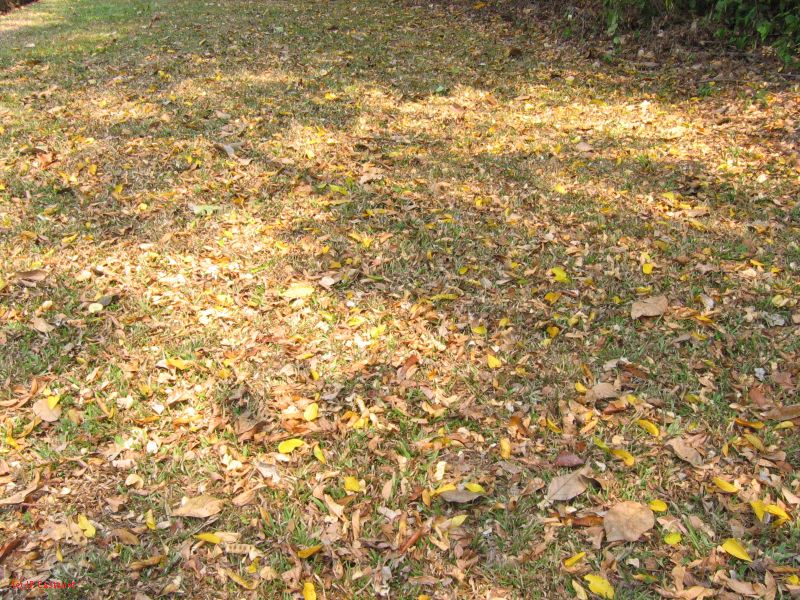 24_3 Bonampak  114.jpg