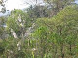 24_3 Bonampak  022.jpg