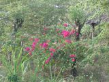 24_3 Bonampak  023.jpg