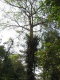 24_3 Bonampak  031.jpg