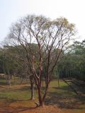 24_3 Bonampak  082.jpg