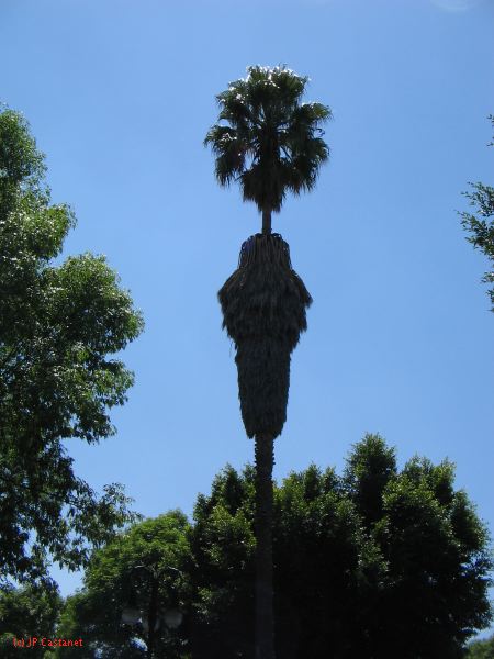 20_3  Coyoacan  023.jpg