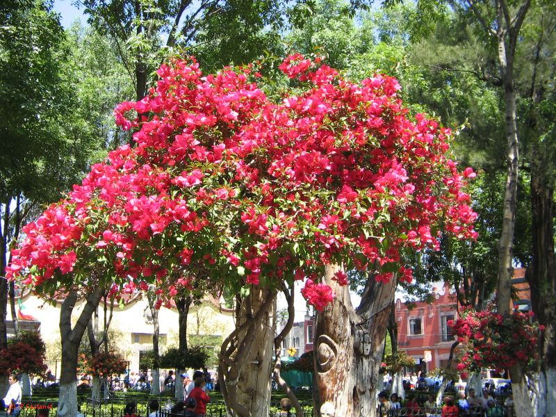 20_3  Coyoacan  031.jpg