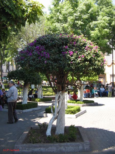 20_3  Coyoacan  036.jpg