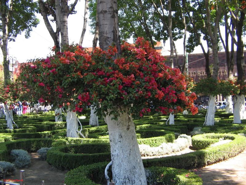 20_3  Coyoacan  041.jpg