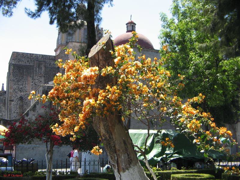 20_3  Coyoacan  045.jpg