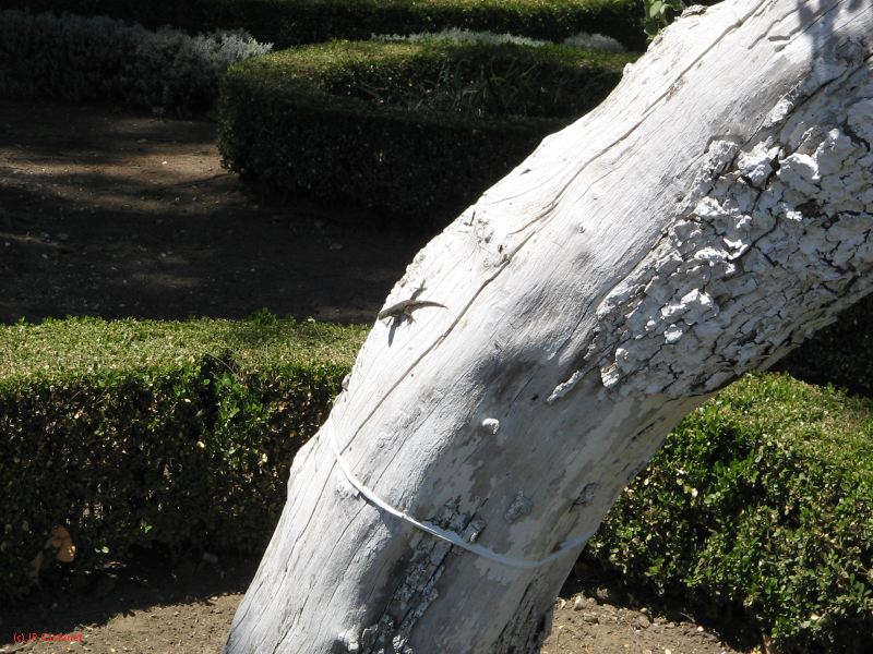 20_3  Coyoacan  046.jpg
