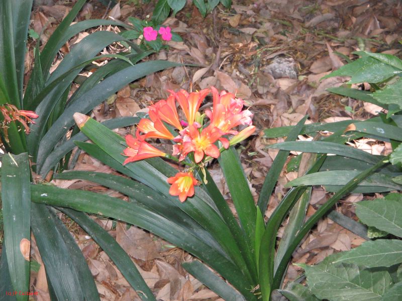 20_3  Coyoacan  065.jpg
