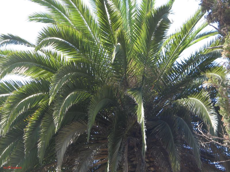 20_3  Coyoacan  070.jpg