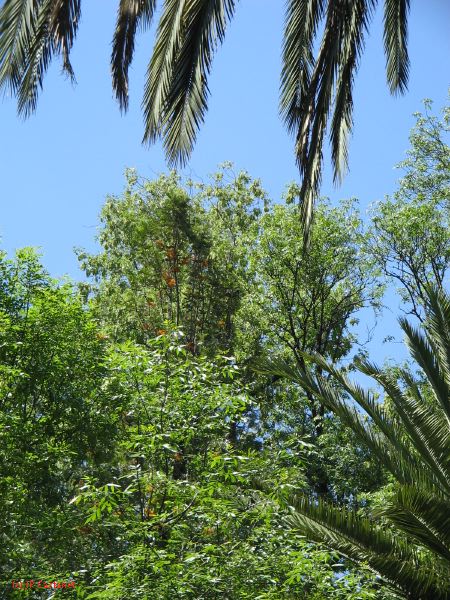 20_3  Coyoacan  071.jpg
