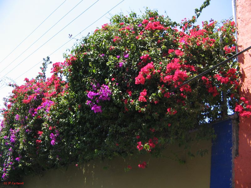 20_3  Coyoacan  077.jpg